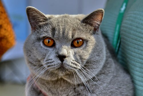 Portrait of British Shorthair Cat