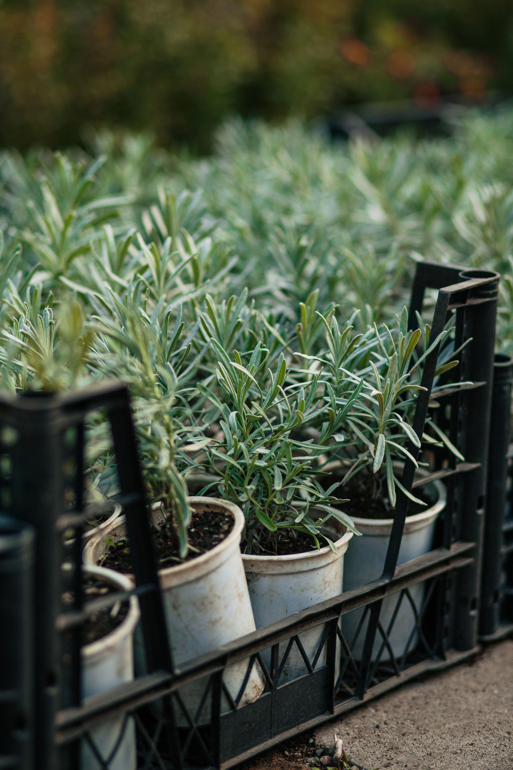 When Is the Best Time to Prune Lavender? — lavender pruning and care