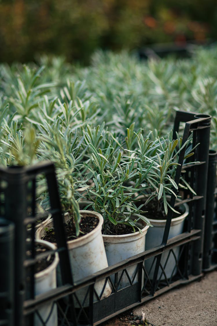 Close-up Of Herbs Growing In Pots