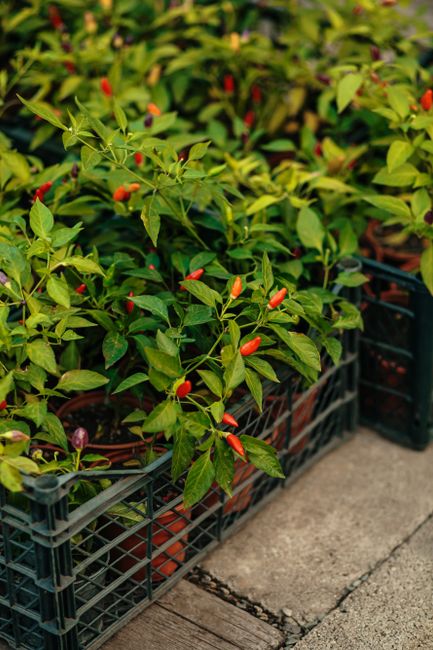 Vibrant chili plants growing in plastic crates, perfect for gardening and agriculture themes.