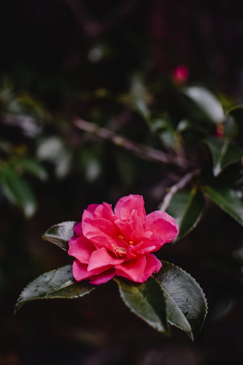 Foto d'estoc gratuïta de camèlia, flor, flora