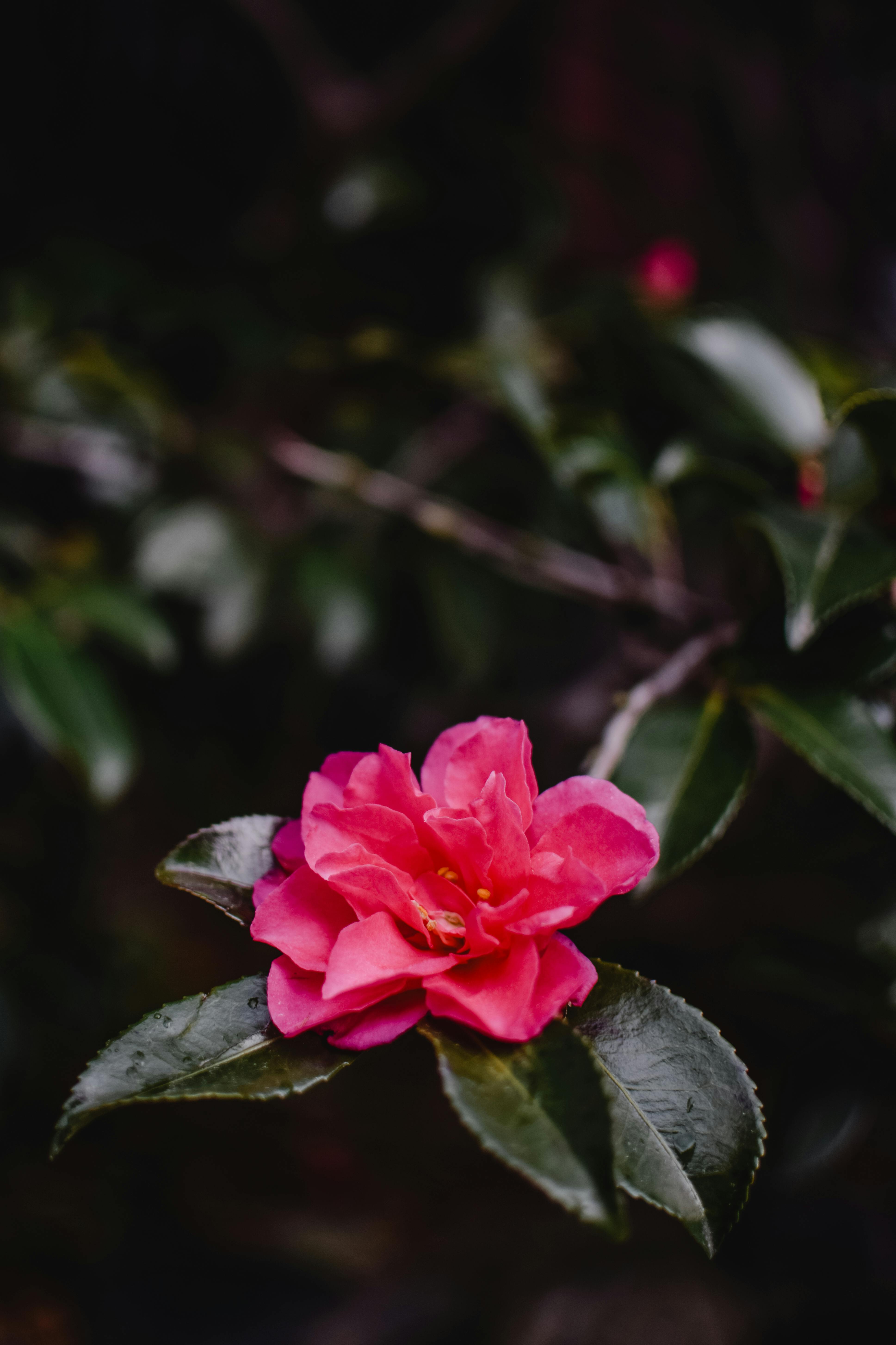 Camellia Photos, Download The BEST Free Camellia Stock Photos & HD