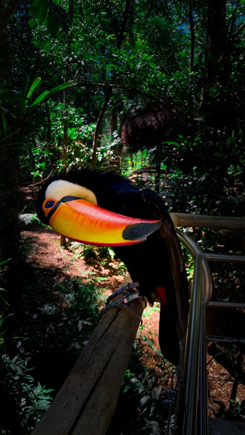 Free stock photo of aves do brasil, bird, bird watching