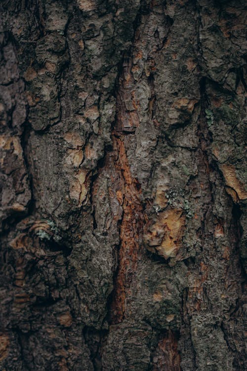 Abstract background of aged rough bark of old pine tree with dark surface