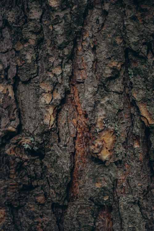 Free Abstract background of aged rough bark of old pine tree with dark surface Stock Photo