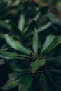 Closeup of lush green foliage of bush growing in garden in dim light