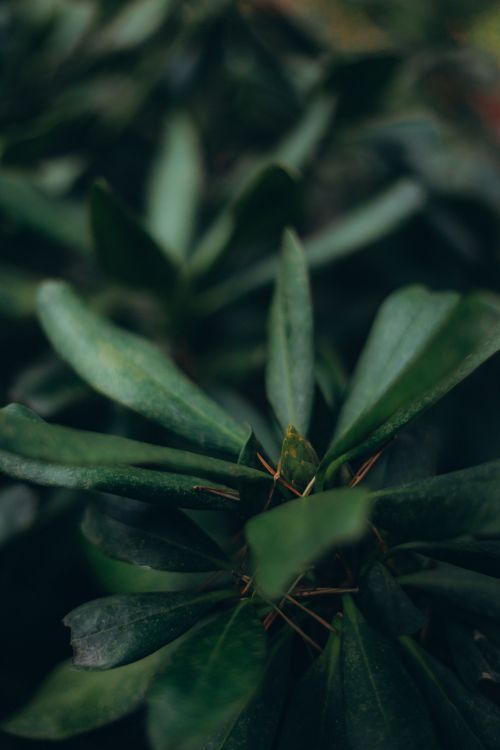 Free Closeup of lush green foliage of bush growing in garden in dim light Stock Photo