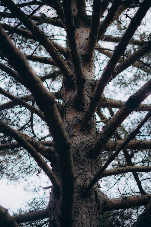Free Branches of old pine tree Stock Photo