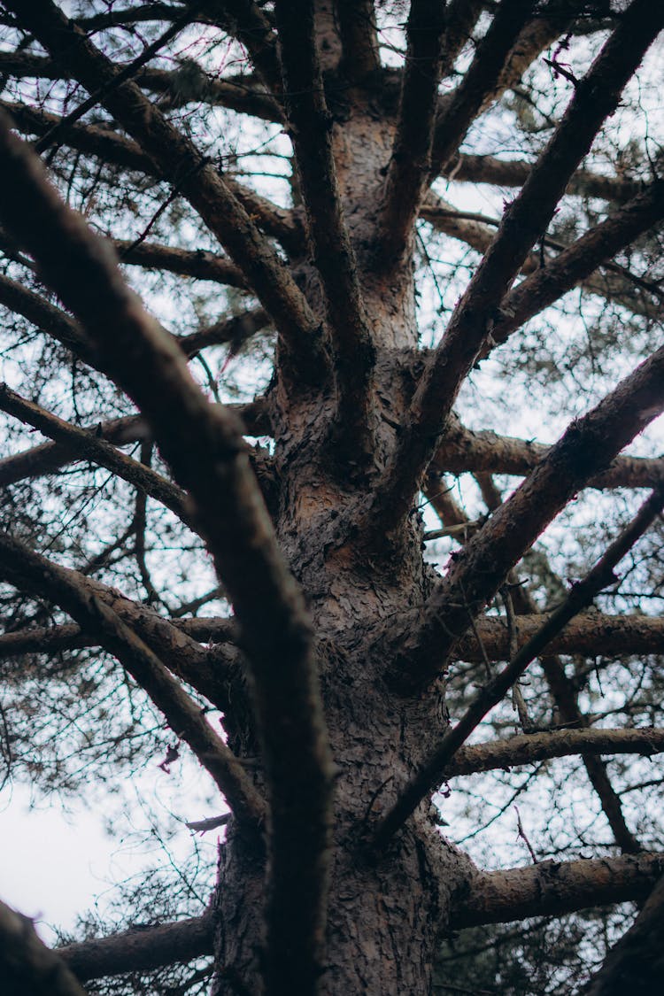 Branches Of Old Pine Tree