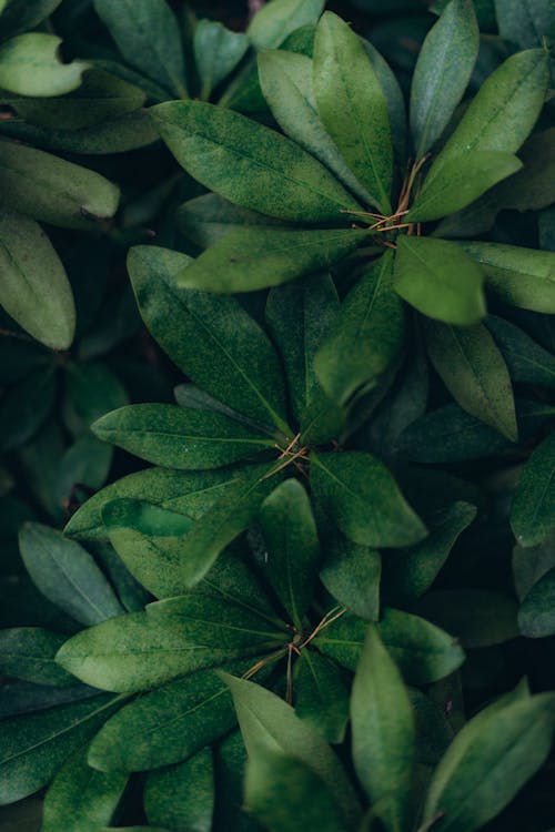 Free Green leaves of exotic plant Stock Photo