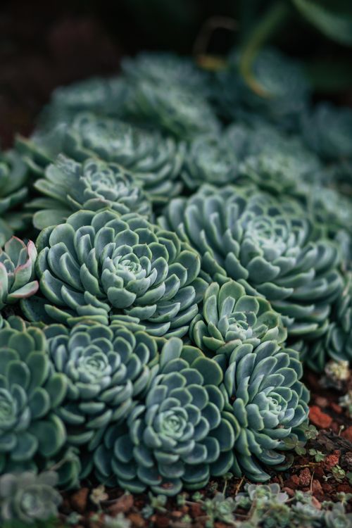 Free A detailed view of vibrant green succulent plants outdoors, showcasing their unique patterns Stock Photo