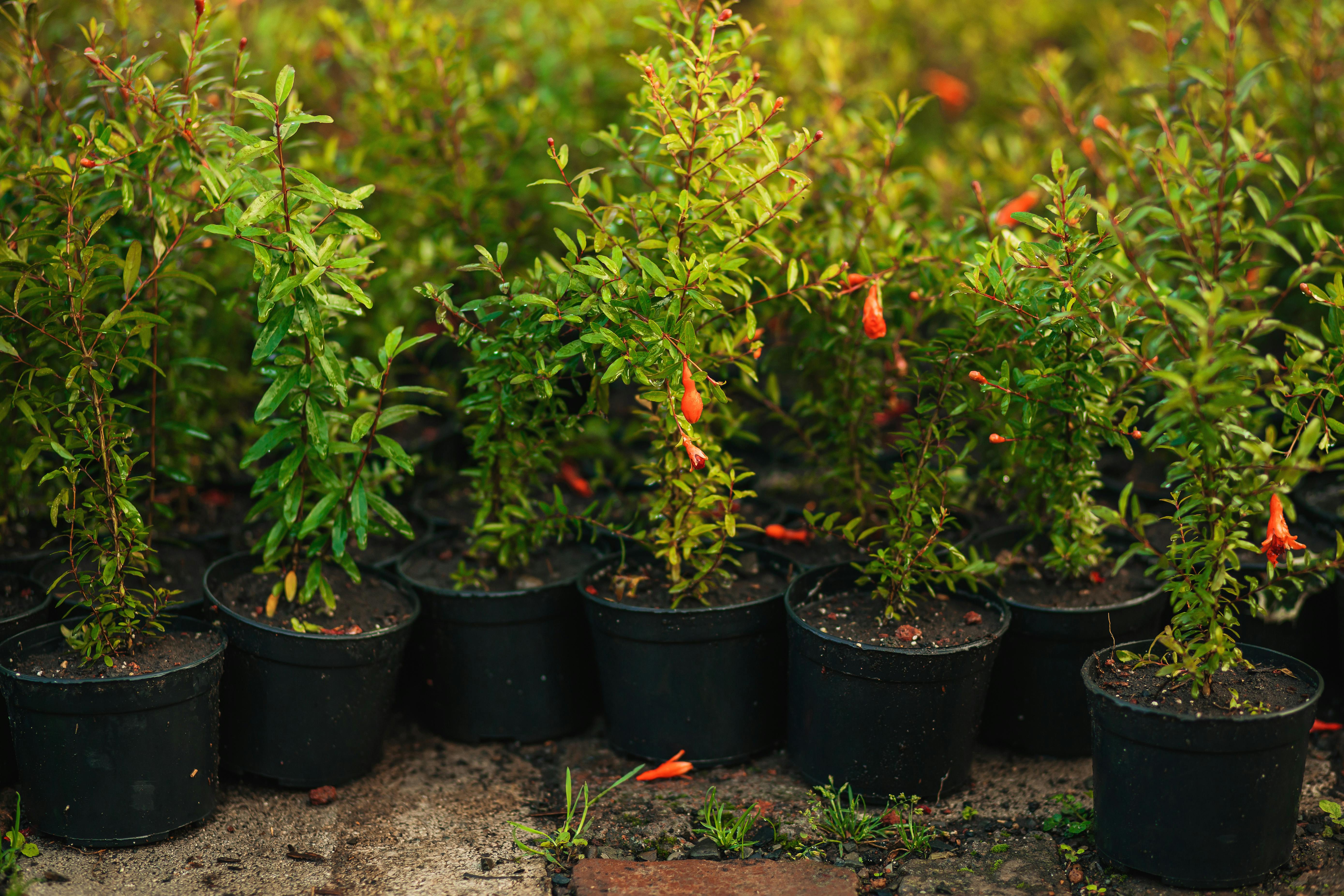 Nursery Growing Pots