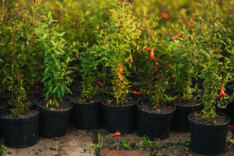 Nursery rows back in production