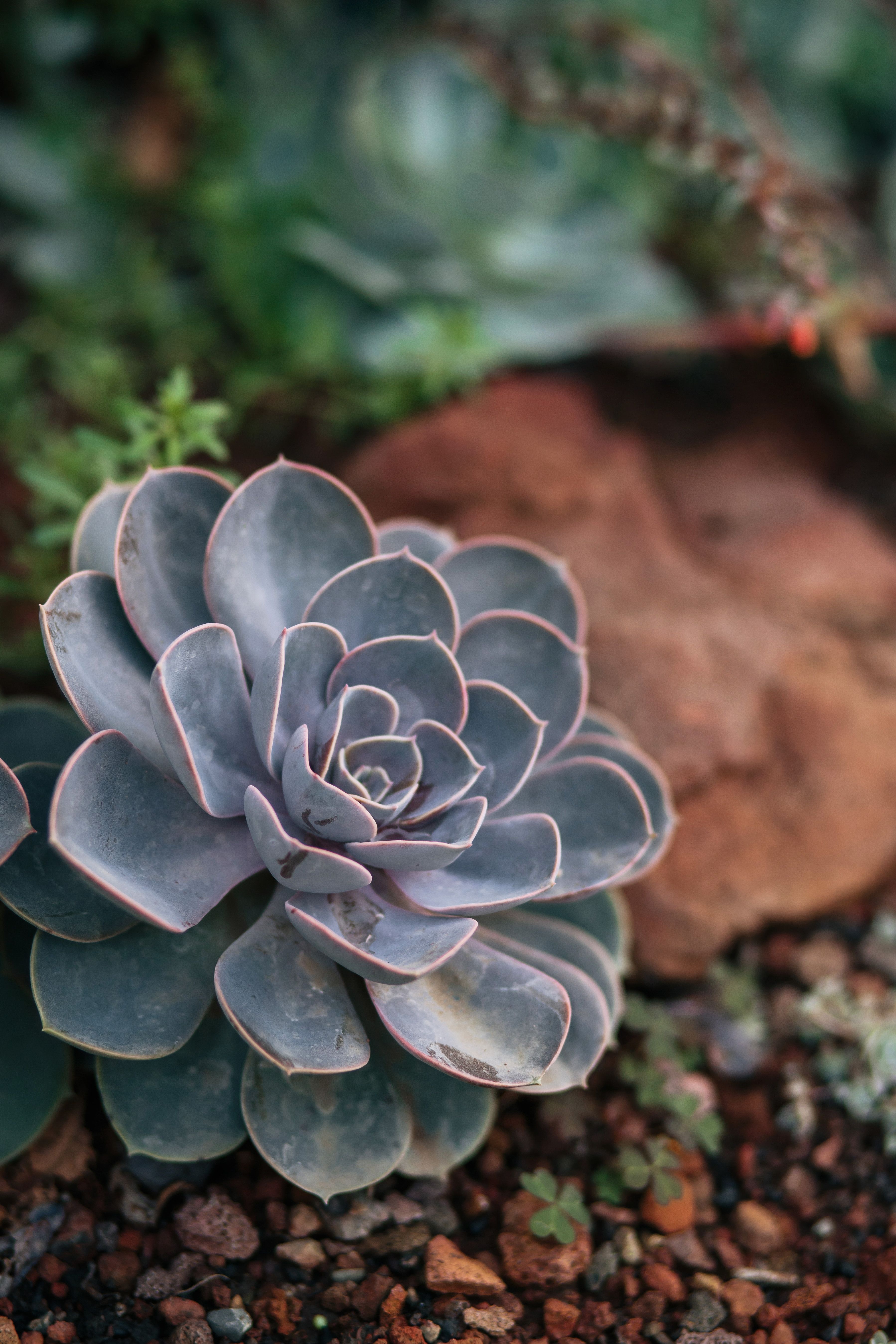 Close Up of Succulent · Free Stock Photo