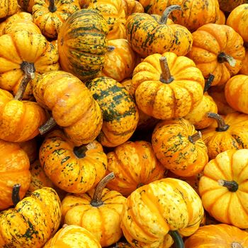 A colorful assortment of vibrant mini pumpkins, symbolizing autumn and harvest season.（イメージ）
