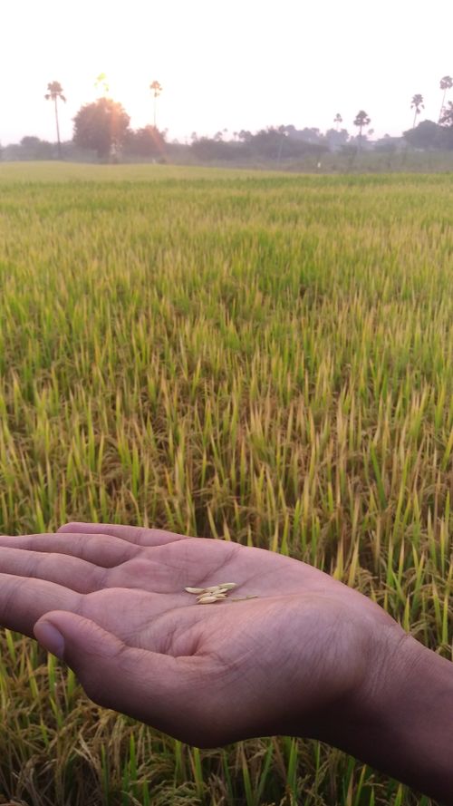 Free stock photo of agricultural land, rice Stock Photo