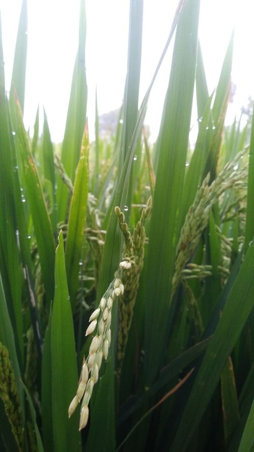 Free stock photo of dark green, grass, seeds Stock Photo