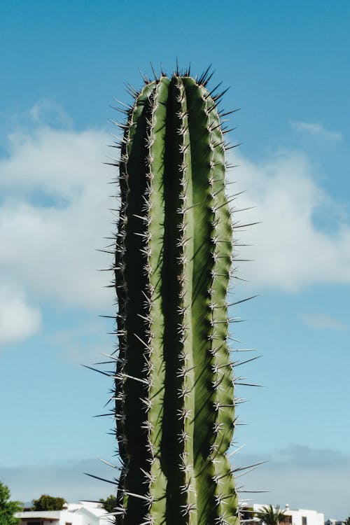 Huge cactus with sharp prickles growing in countryside against cloudy sky in countryside near roofs of houses in summer day