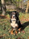 Tricolor Bernese Mountain Dog on Green Grass Field