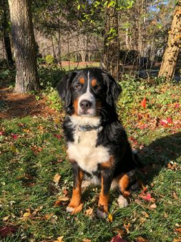 Tricolor Bernese Mountain Dog on Green Grass Field