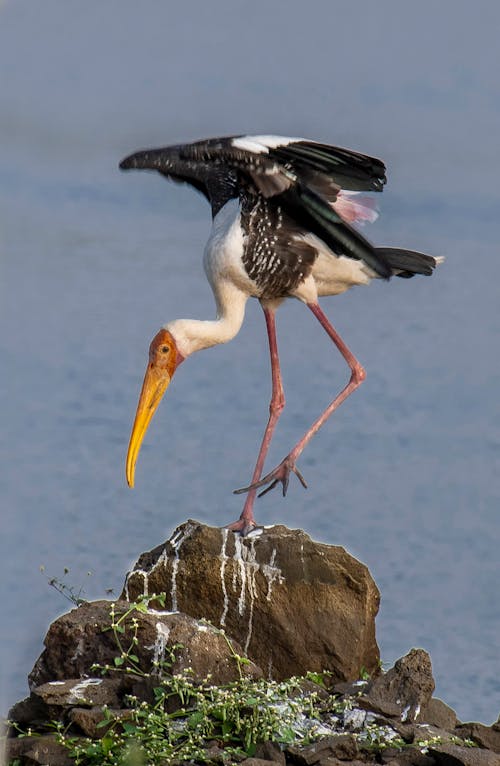 Side view of yellow billed stork species in family Ciconiidae standing on stone against rippling water