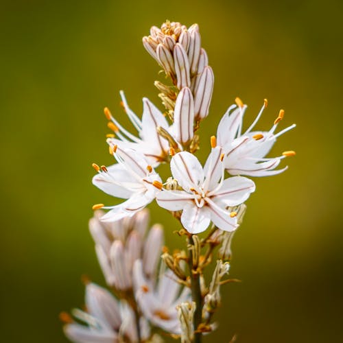 Gratis stockfoto met bloeiend, bloemblaadjes, bloemen