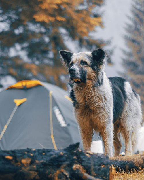 Free A fluffy dog standing near a tent in a forest setting during fall. Stock Photo