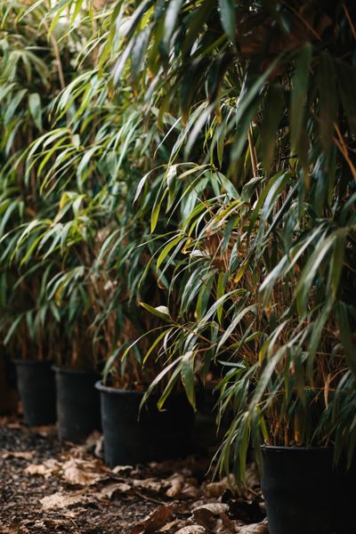 Artificial Outdoor Trees — Bamboo