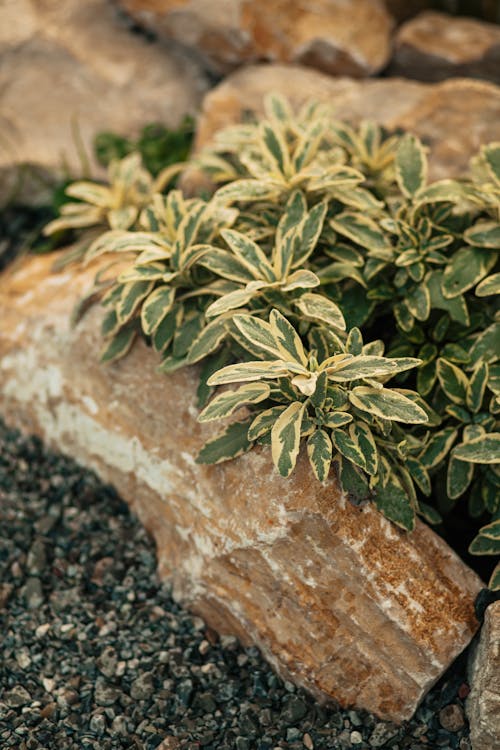 Close up of a Plant