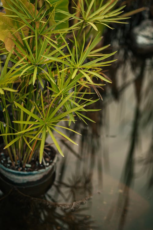 Close-up of an Umbrella Plant 