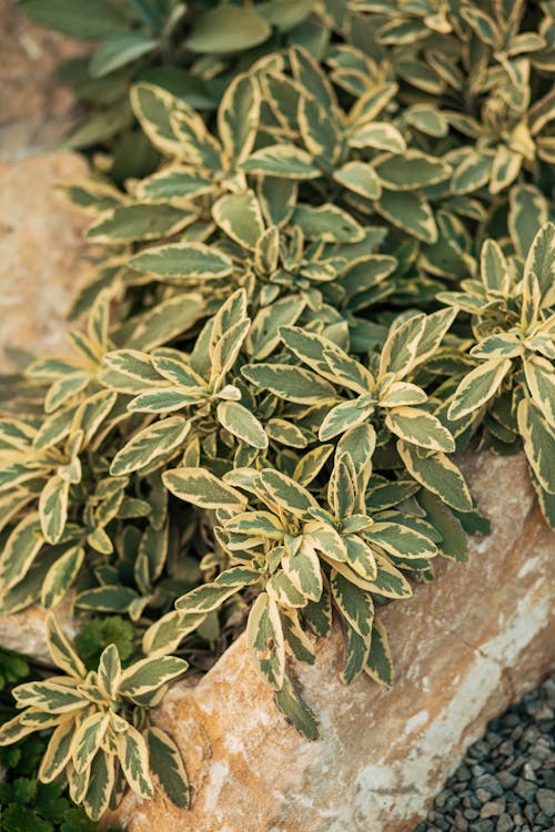 Close-up of Plant in Flowerbed 