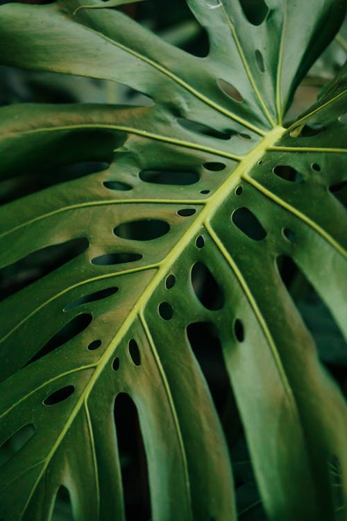 Close up of Monstera Plant