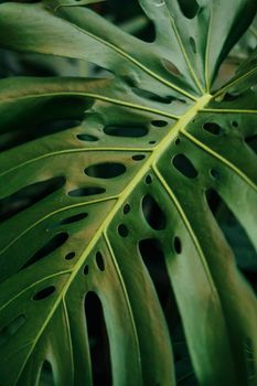 Detailed close-up of a green monstera leaf showcasing its natural perforations and texture.. detailed, close, green