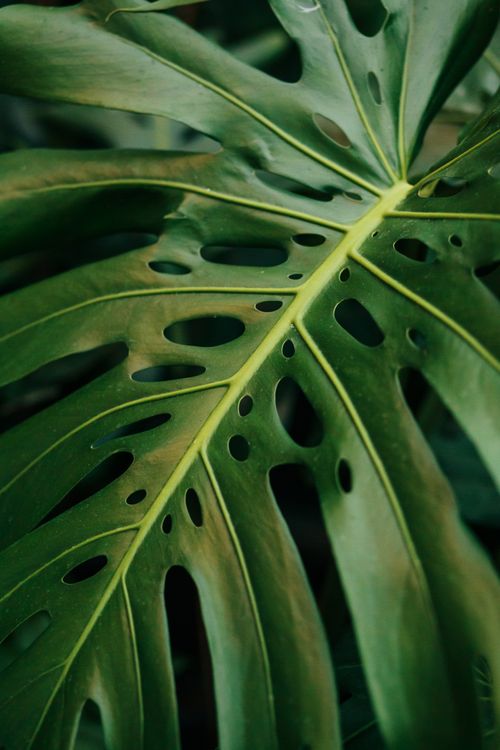 Free Detailed close-up of a green monstera leaf showcasing its natural perforations and texture. Stock Photo