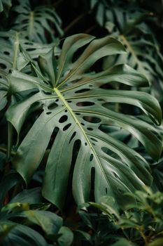 Detailed view of a lush green monstera leaf in a natural outdoor setting.. detailed, view, lush