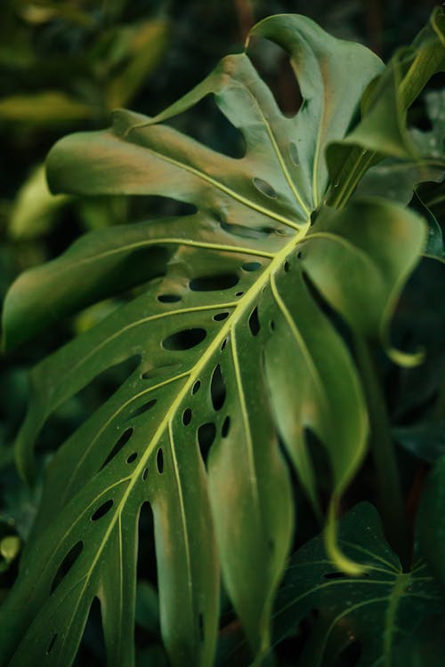 Close-up of a Monstera Plant Leaf