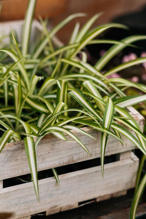 Spider Plant in a Wooden Crate 