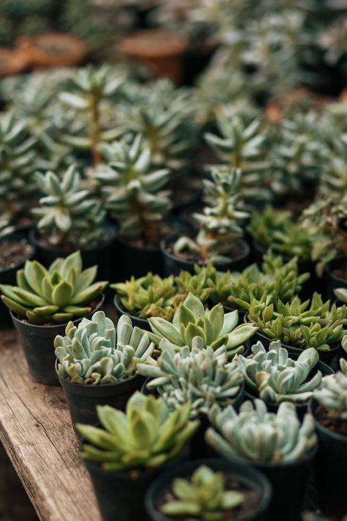 Free A vibrant collection of potted succulents arrayed on wooden planks, showcasing natural growth and variety. Stock Photo