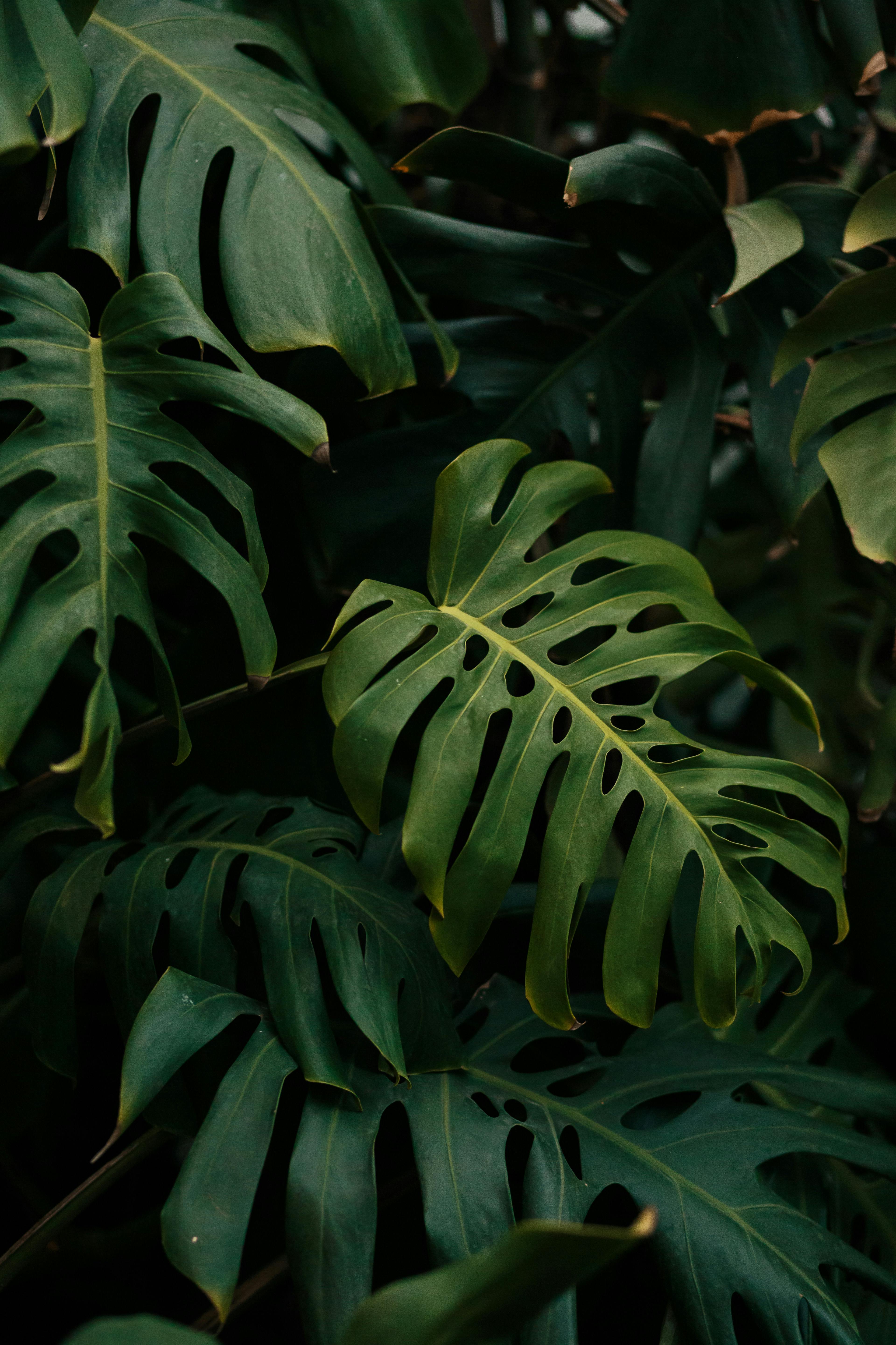 A close-up view of vibrant Monstera leaves featuring lush green foliage in detail.