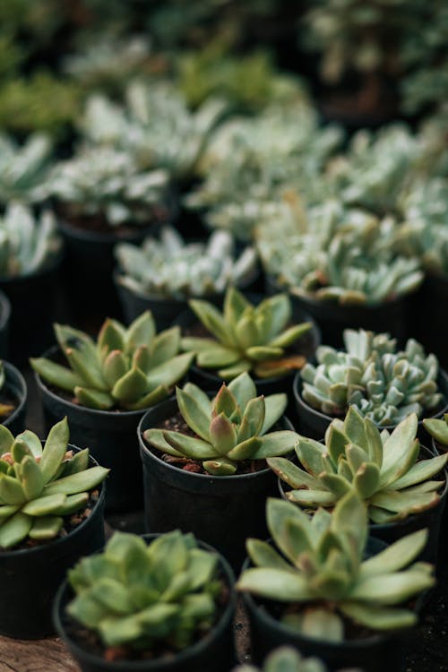 Close up of Plants in Pots