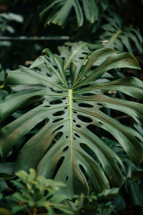 Close-up of a Green Leaf