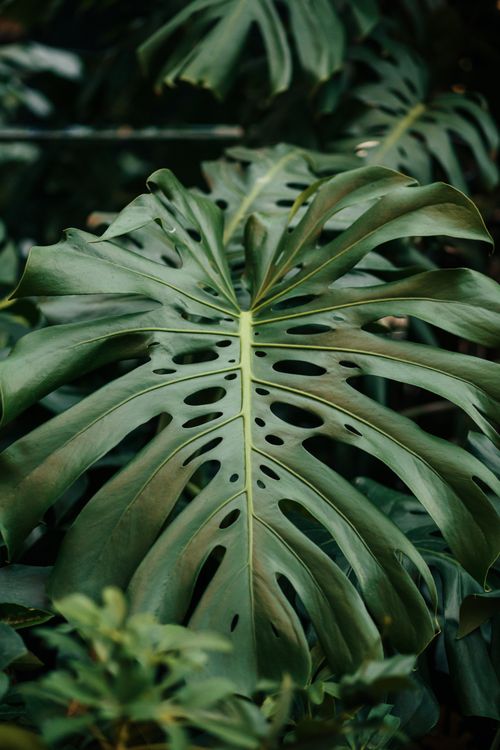 Free Detailed view of a green Monstera leaf with natural light highlighting its texture. Stock Photo