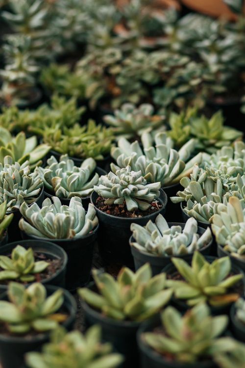 Free A close-up view of vibrant succulent plants in black pots, showcasing natural beauty and growth. Stock Photo