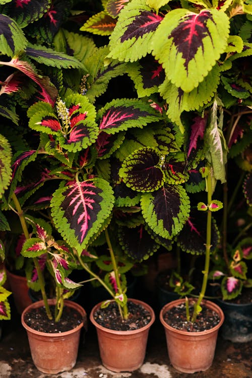 Close-up of Potted Plants