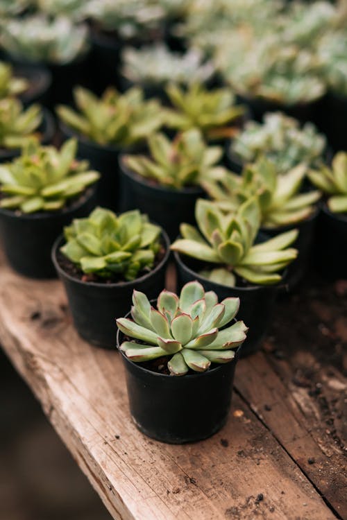 Succulents in Pots