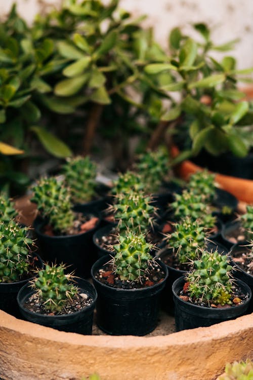 Free Close up of Cacti in Pots Stock Photo
