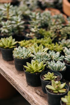 A vibrant display of various succulents in pots on a wooden table indoors.