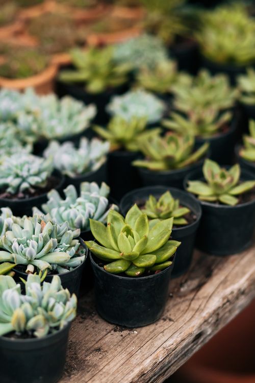 Free A close-up view of various succulent plants in black pots arranged on a wooden surface. Stock Photo