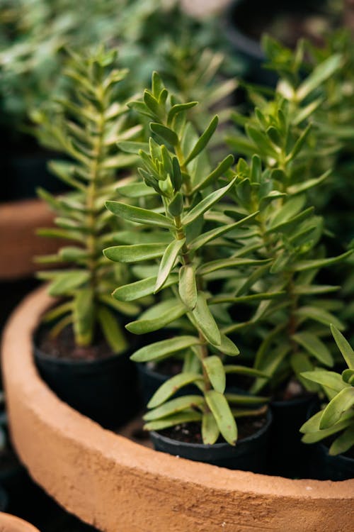 Close-up of a Potted Plant