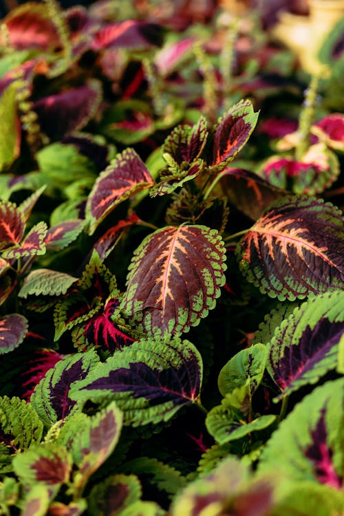 Coleus Plant with Colorful Leaves